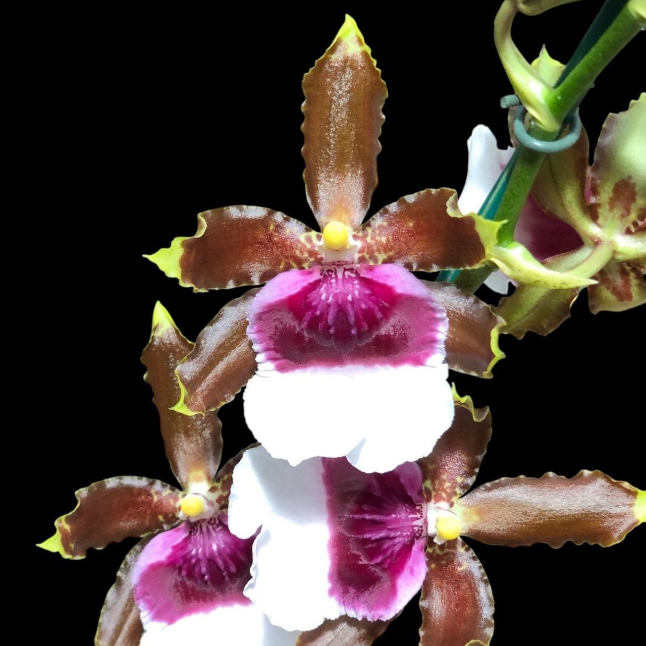 il_fullxfull.7342228020_a7se.jpg In Spike Oncidium Witch's Jewel 'Ivory Lips' (3.5” Pot) - Image 1