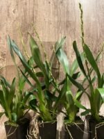 Double Spikes Oncidium Witch's Jewel 'Ivory Lips' (3.5” Pot) - Image 7