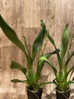 In Spike Oncidium Witch's Jewel 'Ivory Lips' (3.5” Pot) - Image 5