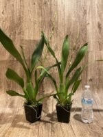 In Spike Oncidium Witch's Jewel 'Ivory Lips' (3.5” Pot) - Image 3