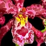 In Spike Wilsonara Tropical Stripe (3.5” pot) - Image 2