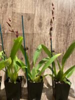 In Spike Wilsonara Tropical Stripe (3.5” pot) - Image 5