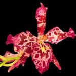 Double Spikes Wilsonara Tropical Stripe (3.5” pot)