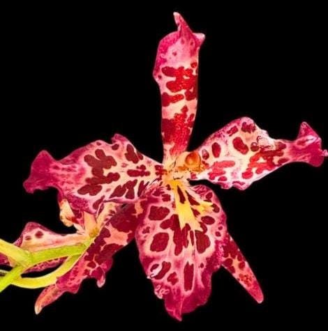 il_fullxfull.7342295108_8pjr.jpg Double Spikes Wilsonara Tropical Stripe (3.5” pot) - Image 1