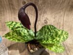 In Spike Paph. Mem. Gerhard Conrad 'Mars' × Paph. Viny World 'Midnight Magic' (3.5” pot) - Image 2