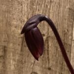 In Spike Paph. Hilo Rainbow '#3' × Paph. Chou-Yi Rubyweb 'Heavy Petals' (3.5” pot)