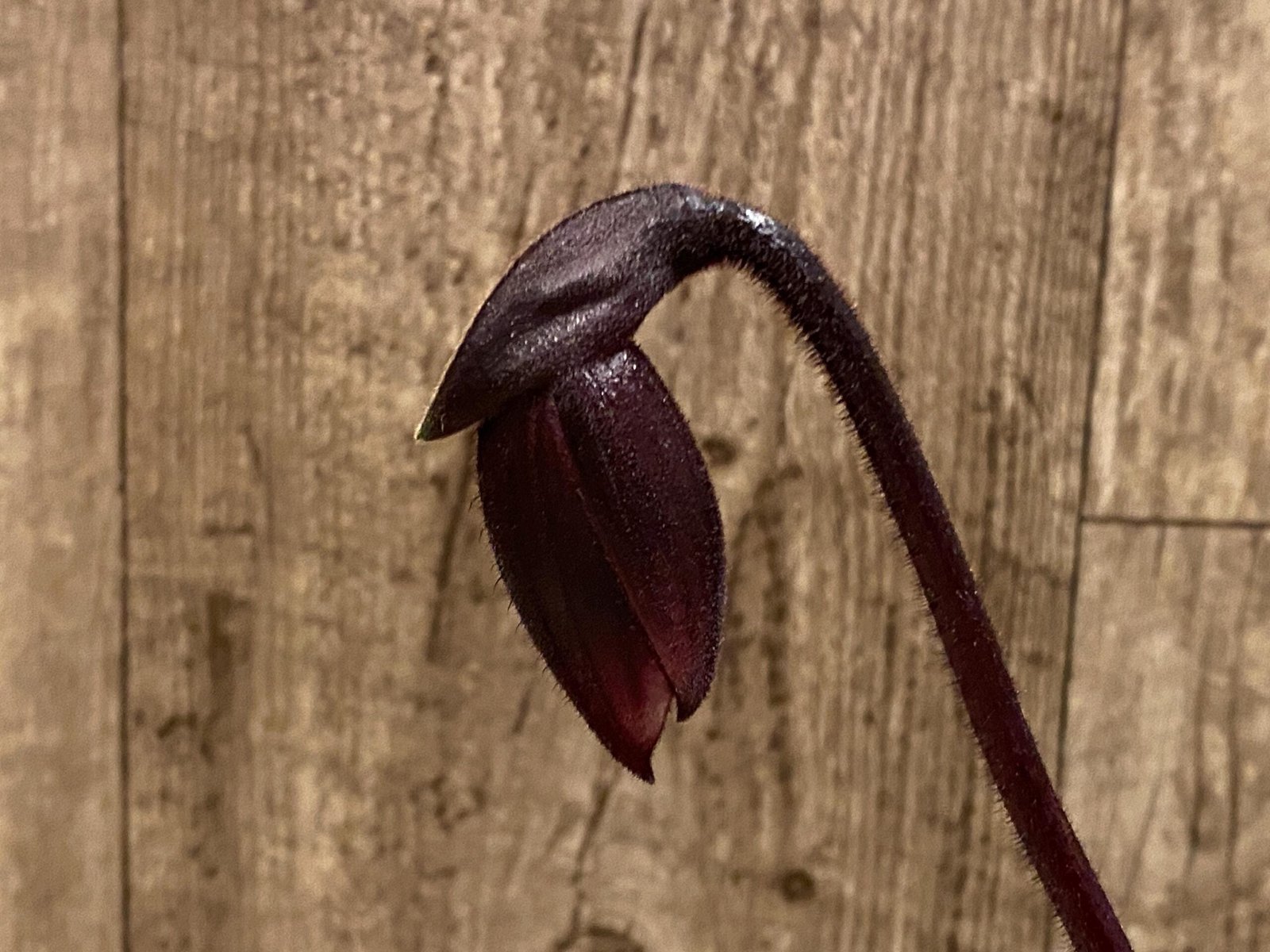 il_fullxfull.7342905325_3sca.jpg In Spike Paph. Hilo Rainbow '#3' × Paph. Chou-Yi Rubyweb 'Heavy Petals' (3.5” pot) - Image 1