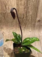 Paph. (Hsinging Ruby Cherry x Hilo Red Shift) 'Charles’ x Paph. Mem. Serafin Perez 'Christmas' (3.5” pot) - Image 3