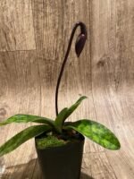 Paph. (Hsinging Ruby Cherry x Hilo Red Shift) 'Charles’ x Paph. Mem. Serafin Perez 'Christmas' (3.5” pot) - Image 5