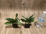Paphiopedilum venustum album Blooming Size (2” pot) - Image 6