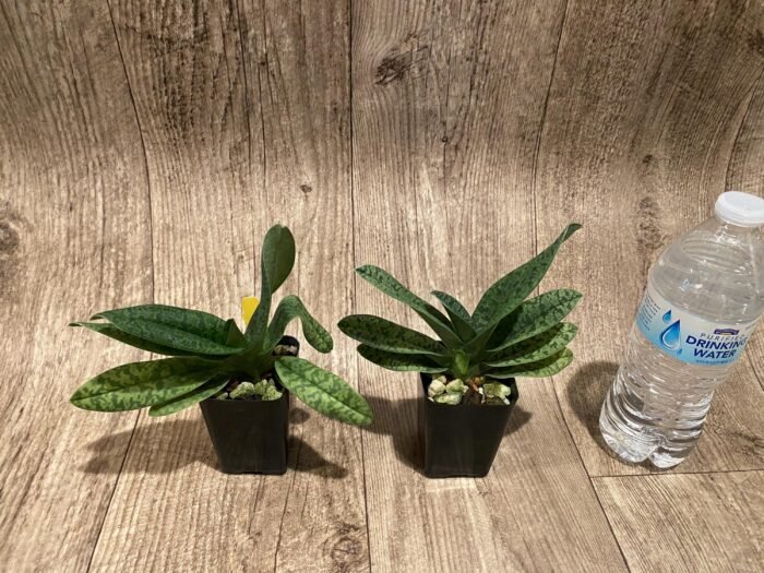 Paphiopedilum venustum album Blooming Size (2” pot) - Image 6