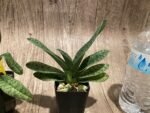 Paphiopedilum venustum album Blooming Size (2” pot) - Image 7