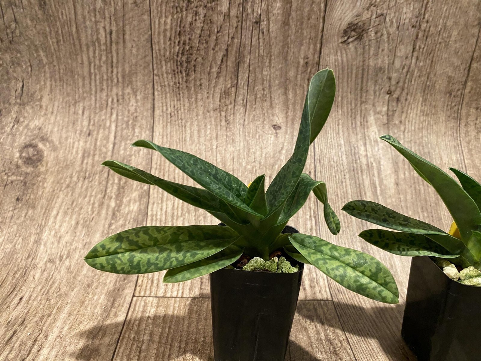 il_fullxfull.7344679573_bpgh.jpg Paphiopedilum venustum album Blooming Size (2” pot) - Image 8