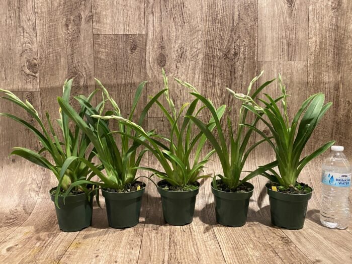 Double Spikes Miltoniopsis Edie Brown (3.5" Pot) - Image 2