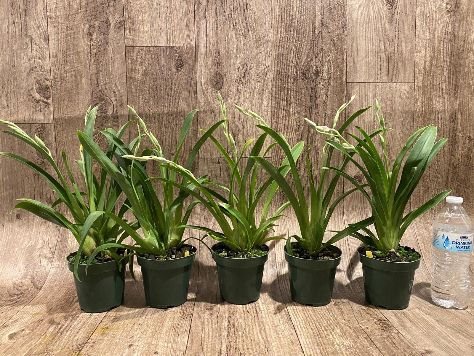 il_fullxfull.7344724001_bpwr.jpg Double Spikes Miltoniopsis Edie Brown (3.5" Pot) - Image 2