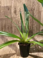 Paphiopedilum Shin-Yi Williams (William Ambler x rothschildianum ‘Black Bird’) (4.5” Pot) - Image 4
