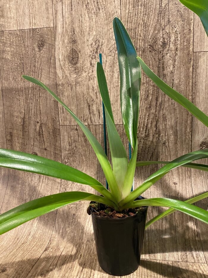 Paphiopedilum Shin-Yi Williams (William Ambler x rothschildianum ‘Black Bird’) (4.5” Pot) - Image 4