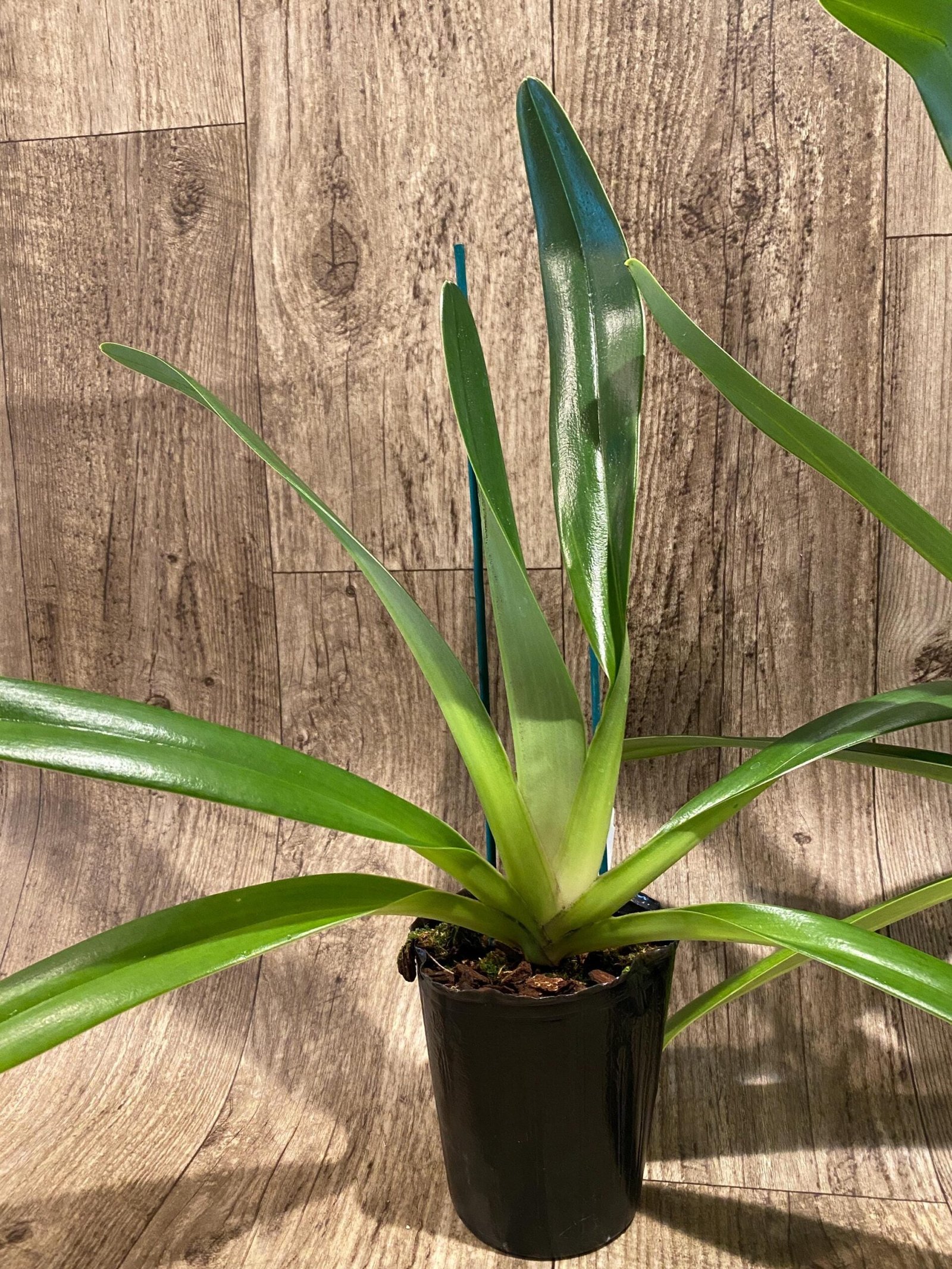 il_fullxfull.7344794651_a9n0.jpg Paphiopedilum Shin-Yi Williams (William Ambler x rothschildianum ‘Black Bird’) (4.5” Pot) - Image 4