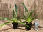 Paphiopedilum Shin-Yi Williams (William Ambler x rothschildianum ‘Black Bird’) (4.5” Pot) - Image 2