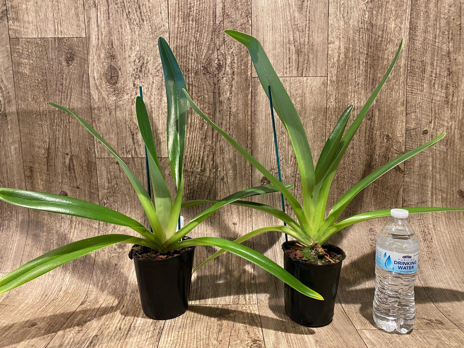 il_fullxfull.7344794677_5gm0.jpg Paphiopedilum Shin-Yi Williams (William Ambler x rothschildianum ‘Black Bird’) (4.5” Pot) - Image 2