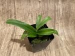 Paph. Henryanum x self (3.5” Pot) - Image 4