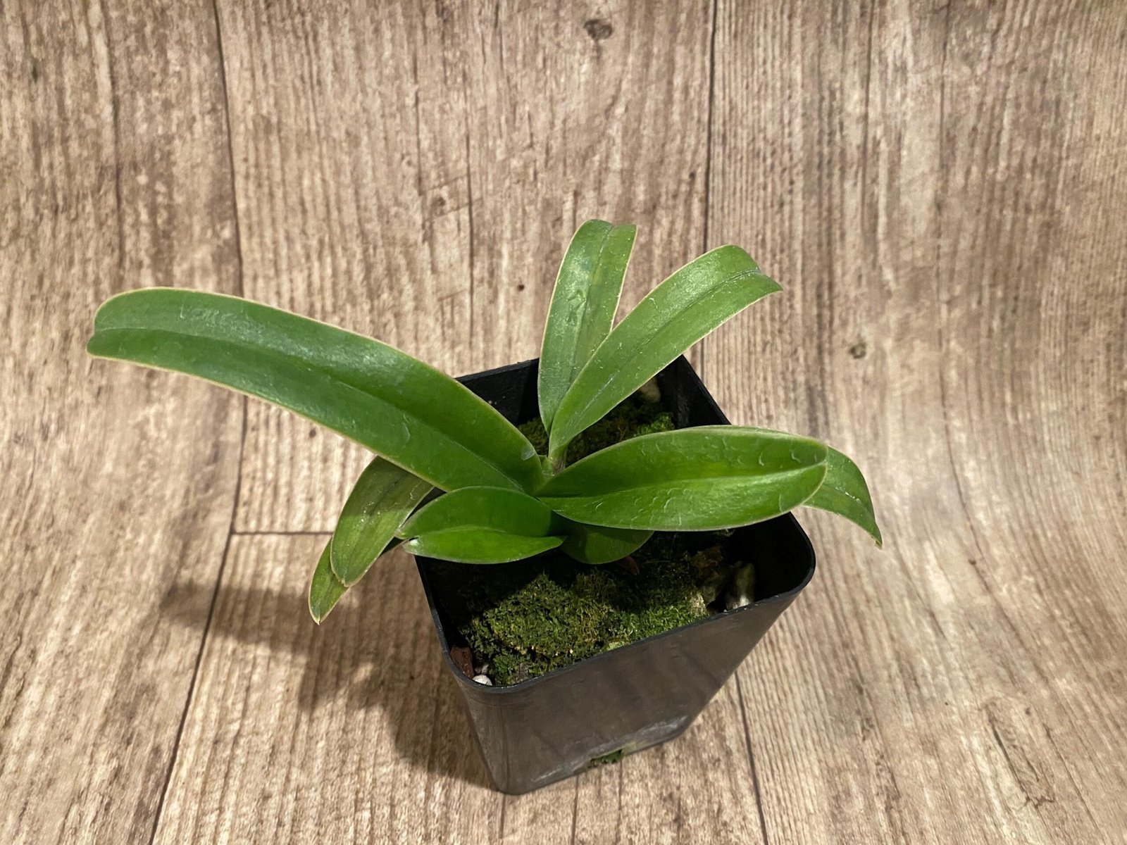 il_fullxfull.7346413499_sq7d.jpg Paph. Henryanum x self (3.5” Pot) - Image 4