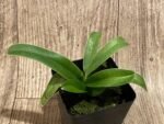 Paph. Henryanum x self (3.5” Pot) - Image 3