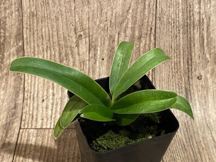 Paph. Henryanum x self (3.5” Pot) - Image 3