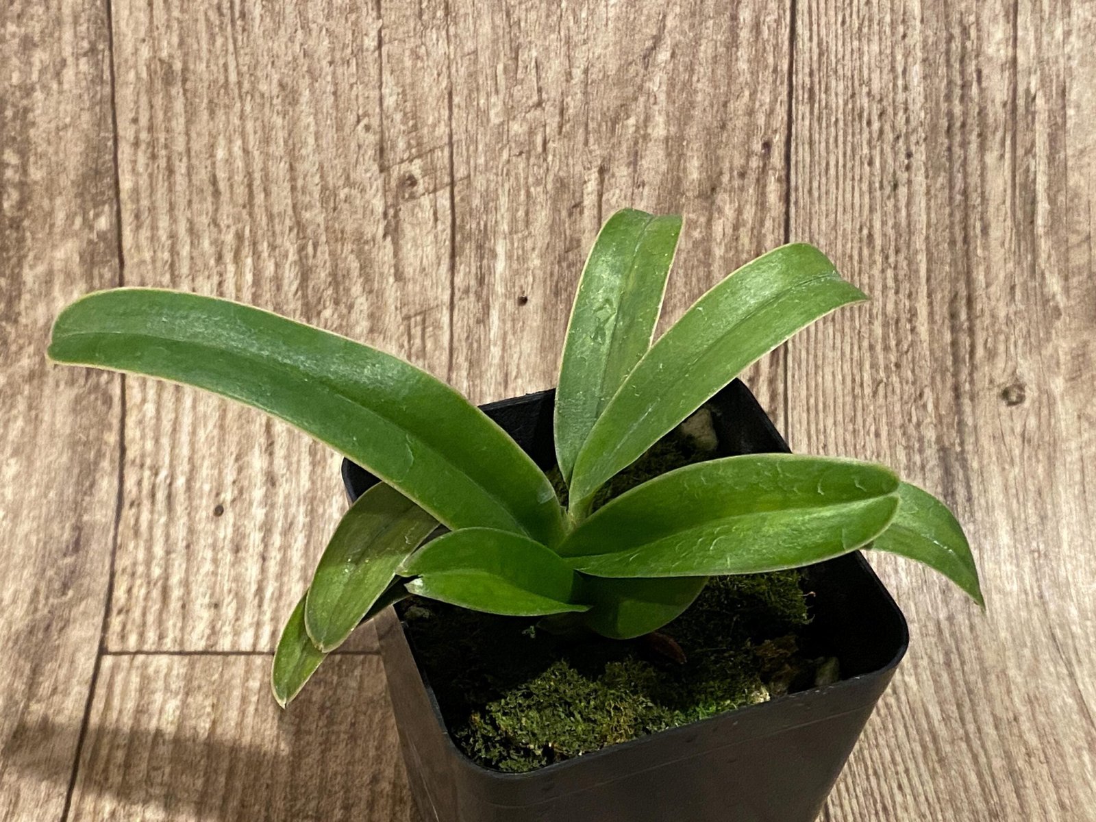 il_fullxfull.7346413533_hycs.jpg Paph. Henryanum x self (3.5” Pot) - Image 3