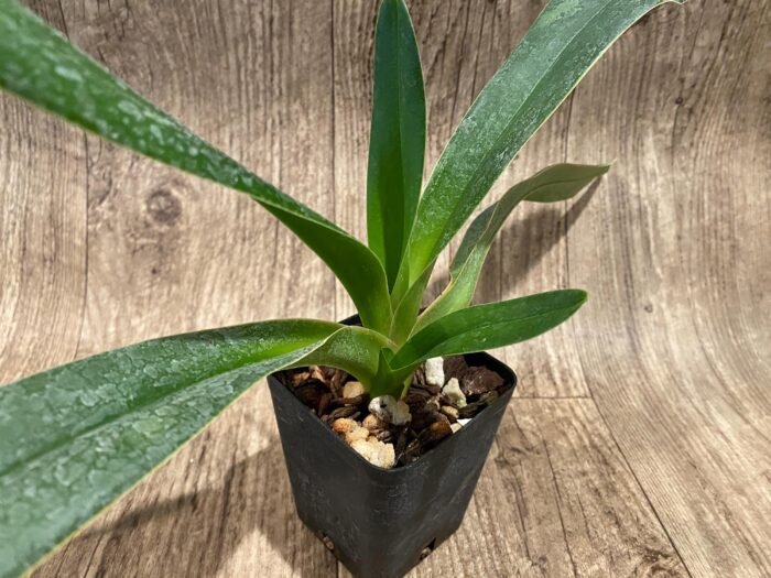 Paph. lowii ‘Star Trek’ AQ/AOS x self (3.5” pot) - Image 4