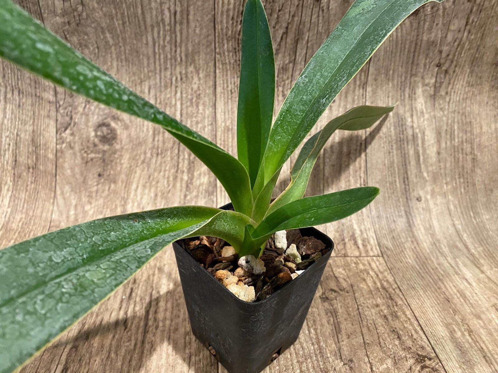 il_fullxfull.7346421391_aaa5.jpg Paph. lowii ‘Star Trek’ AQ/AOS x self (3.5” pot) - Image 4