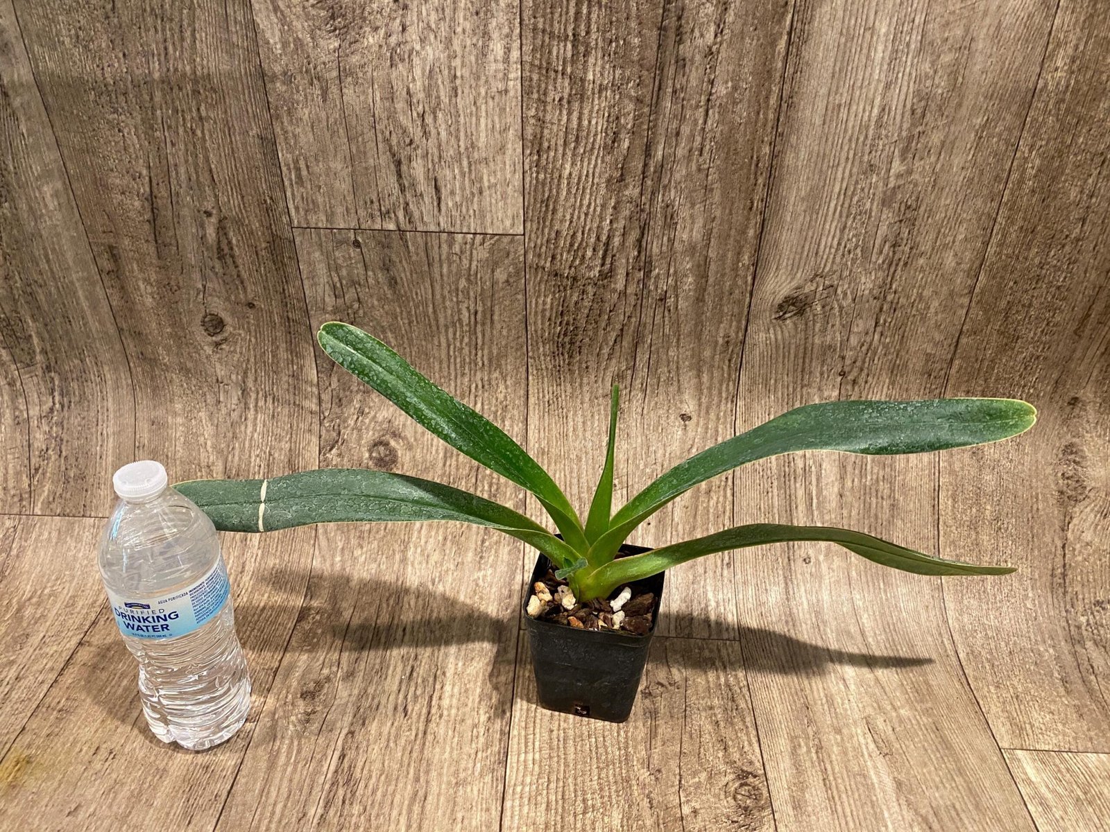 il_fullxfull.7346421397_mipf.jpg Paph. lowii ‘Star Trek’ AQ/AOS x self (3.5” pot) - Image 6