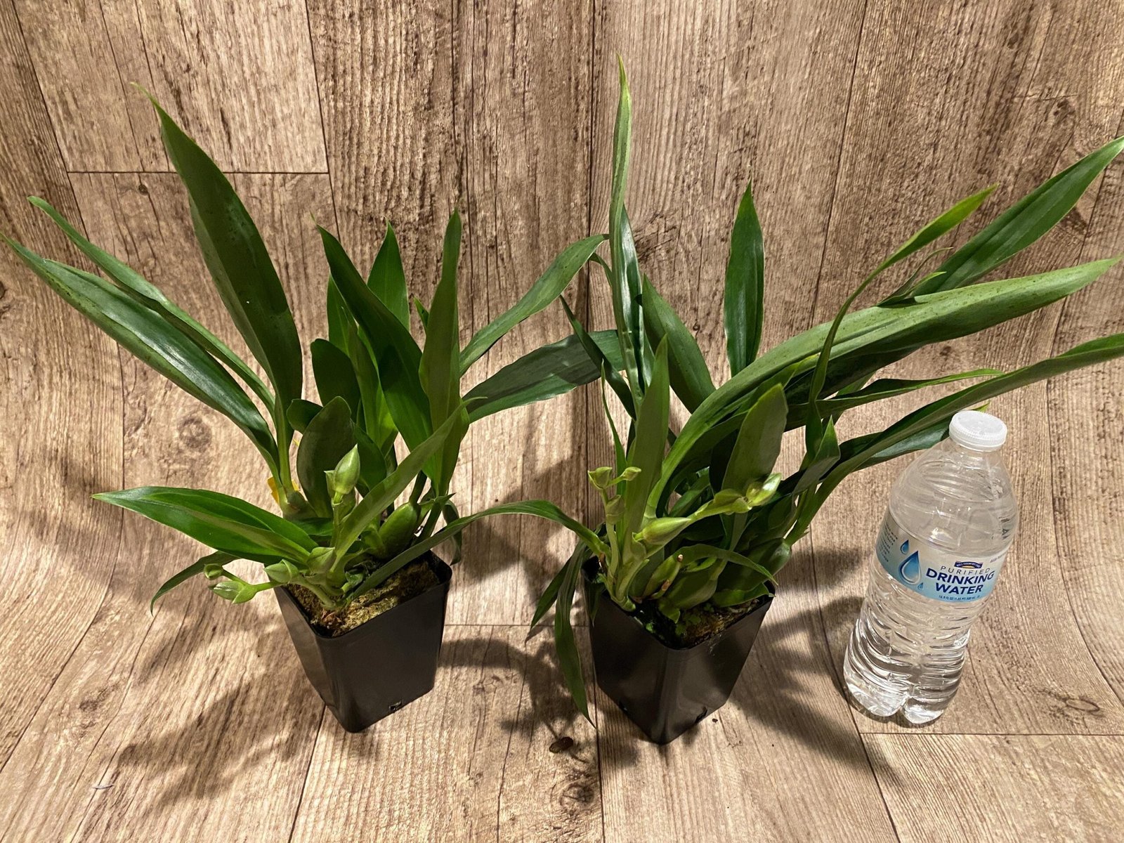 il_fullxfull.7346444435_pgp2.jpg Double Spikes Pptm. La Jolla Delight HOF AM/AOS Compact (3.5" pot) - Image 2