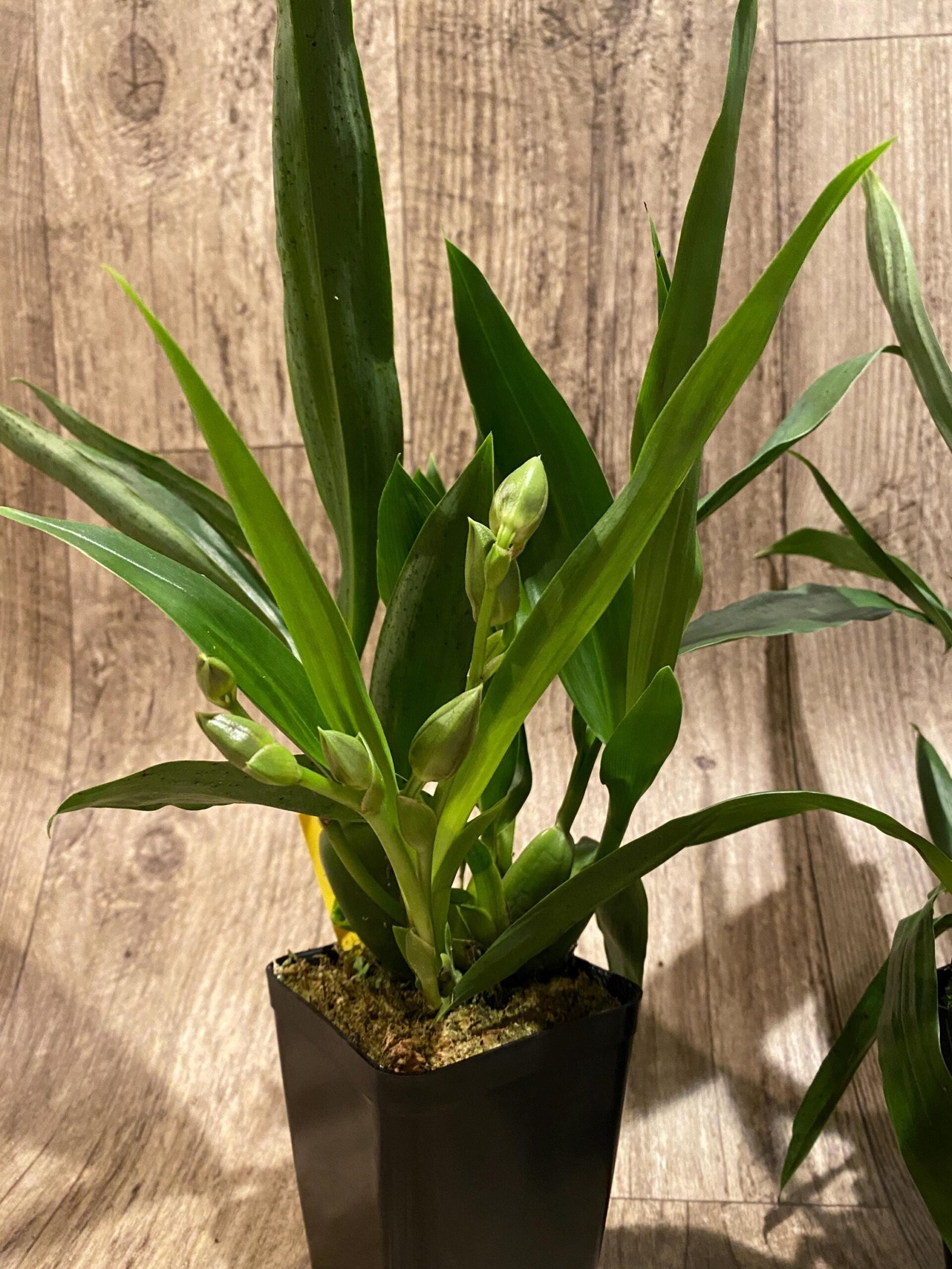 il_fullxfull.7346444457_lrkc.jpg Double Spikes Pptm. La Jolla Delight HOF AM/AOS Compact (3.5" pot) - Image 3