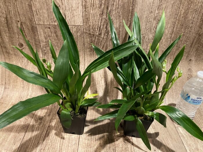 Double Spikes Pptm. La Jolla Delight HOF AM/AOS Compact (3.5" pot) - Image 5