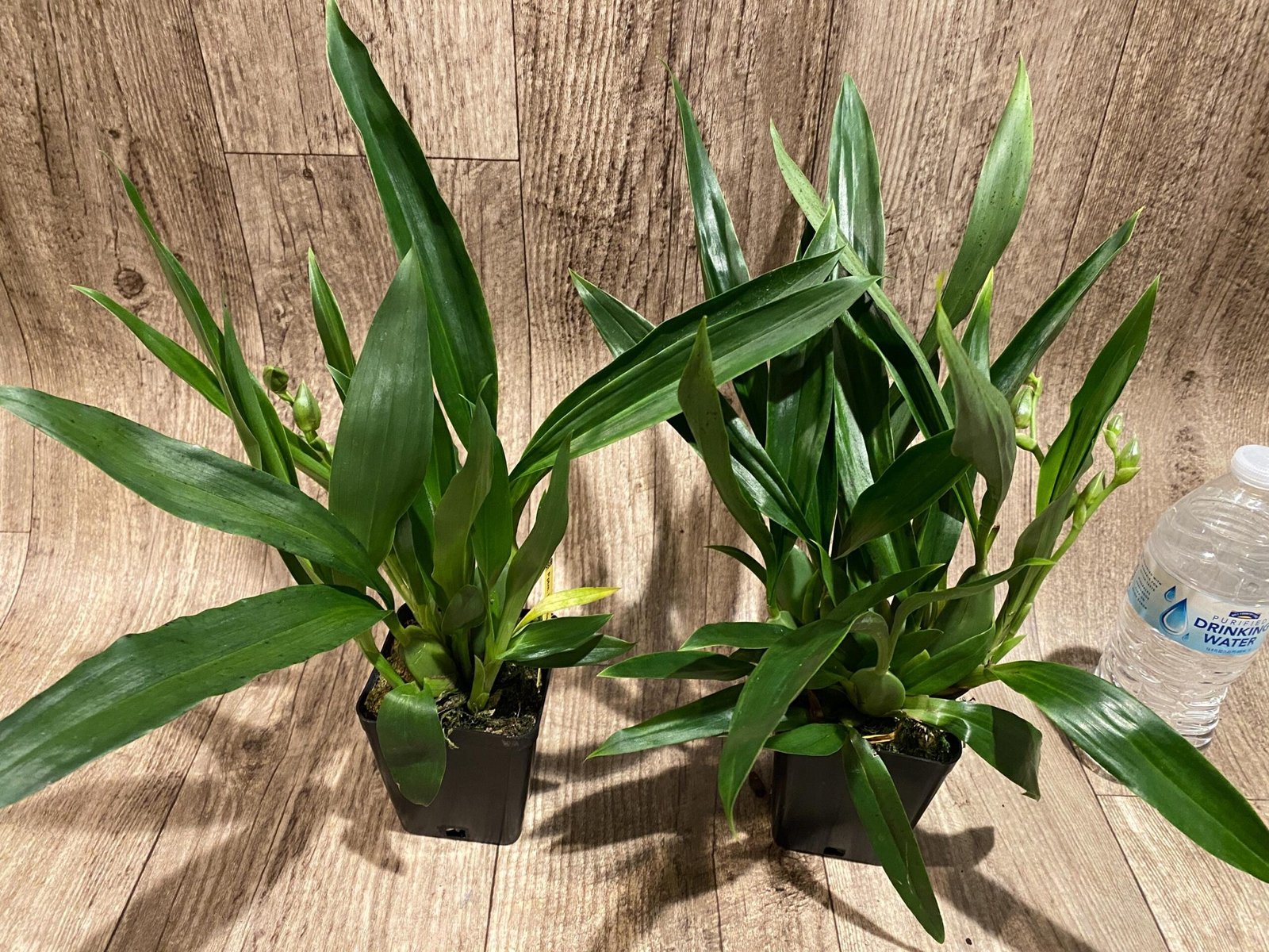 il_fullxfull.7346444463_6x2b.jpg Double Spikes Pptm. La Jolla Delight HOF AM/AOS Compact (3.5" pot) - Image 5