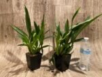 Double Spikes Pptm. La Jolla Delight HOF AM/AOS Compact (3.5" pot) - Image 6