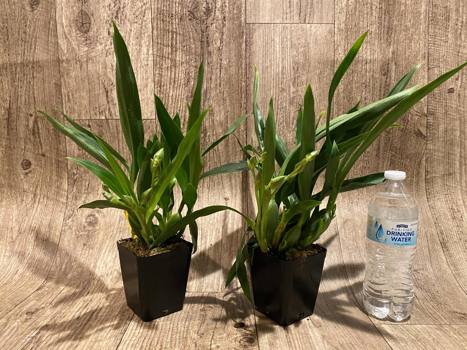 il_fullxfull.7346444473_okk3.jpg Double Spikes Pptm. La Jolla Delight HOF AM/AOS Compact (3.5" pot) - Image 6