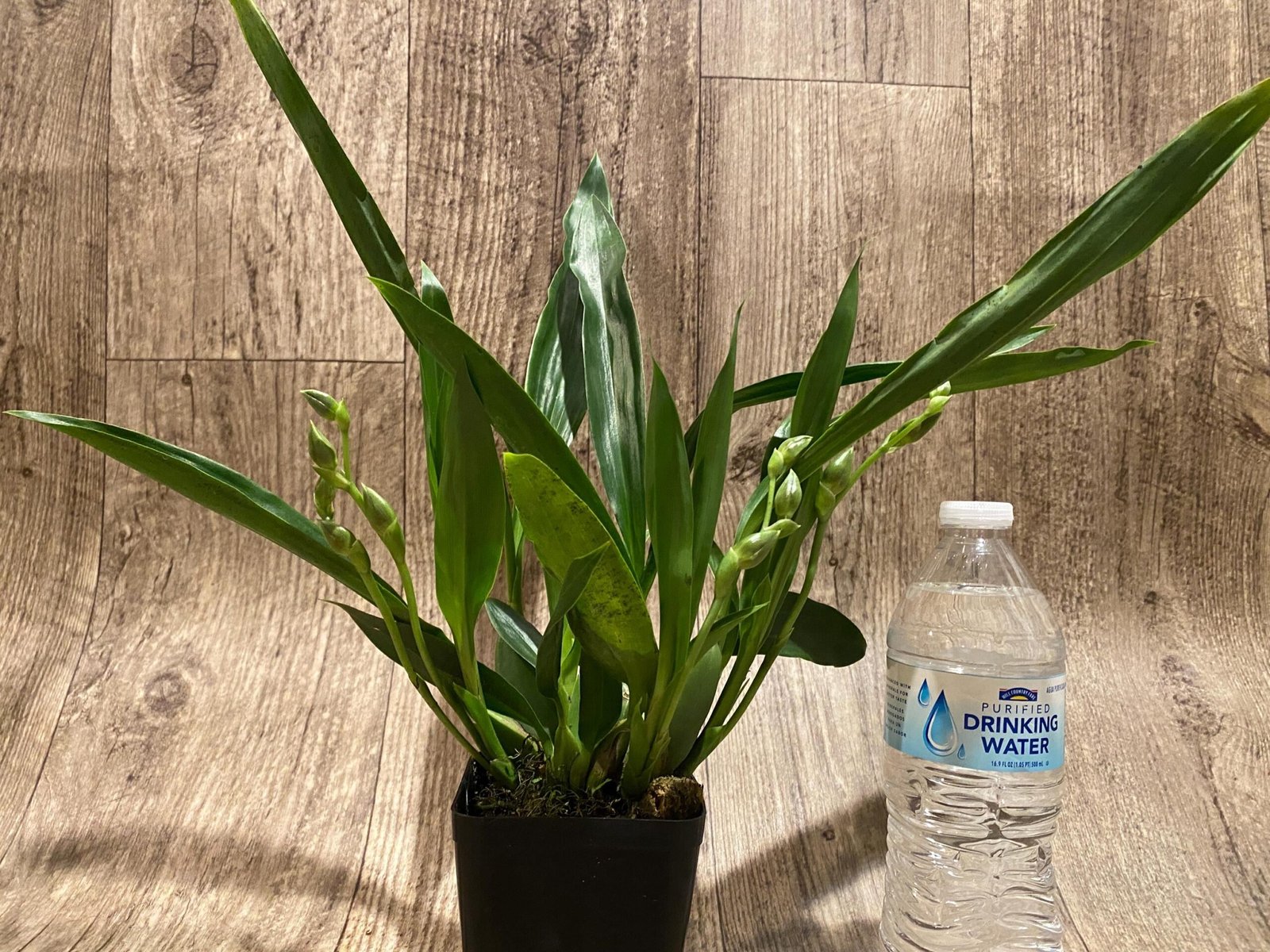 il_fullxfull.7346450387_qq6g.jpg Quadruple Spikes Pptm. La Jolla Delight HOF AM/AOS Compact (3.5" pot) - Image 3