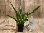Quadruple Spikes Pptm. La Jolla Delight HOF AM/AOS Compact (3.5" pot) - Image 4