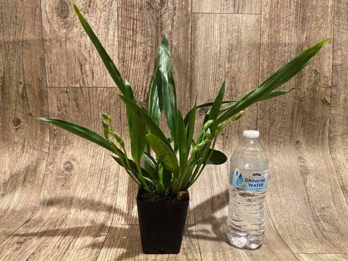 Quadruple Spikes Pptm. La Jolla Delight HOF AM/AOS Compact (3.5" pot) - Image 4