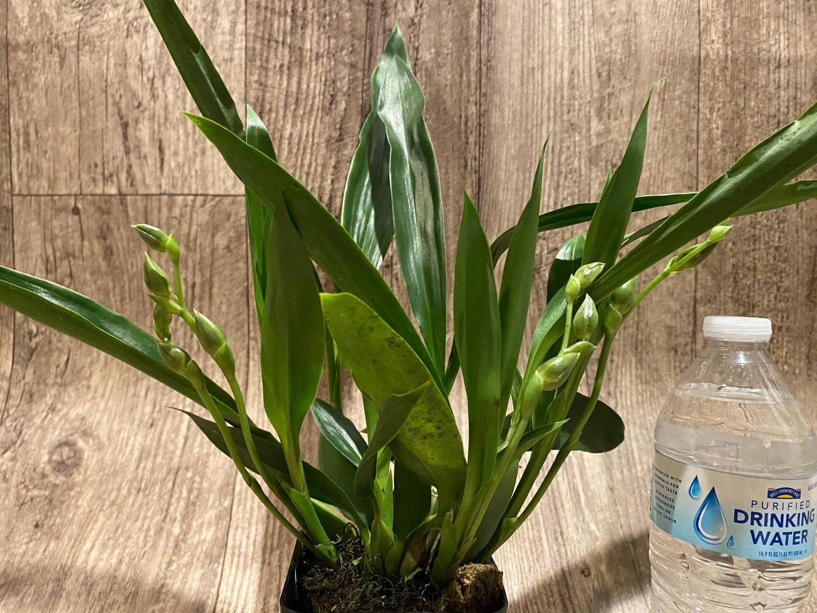 il_fullxfull.7346450421_bh86.jpg Quadruple Spikes Pptm. La Jolla Delight HOF AM/AOS Compact (3.5" pot) - Image 2