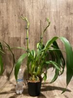 Huge Plants Zygopetalum Mackayii (5” Pot) - Image 5