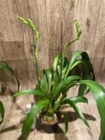 Huge Plants Zygopetalum Mackayii (5” Pot) - Image 10