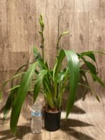 Huge Plants Zygopetalum Mackayii (5” Pot) - Image 8