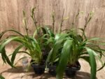 Huge Plants Zygopetalum Mackayii (5” Pot) - Image 4