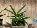Vanda ampullacea x sib 3 Growths (3.5” pot) - Image 4