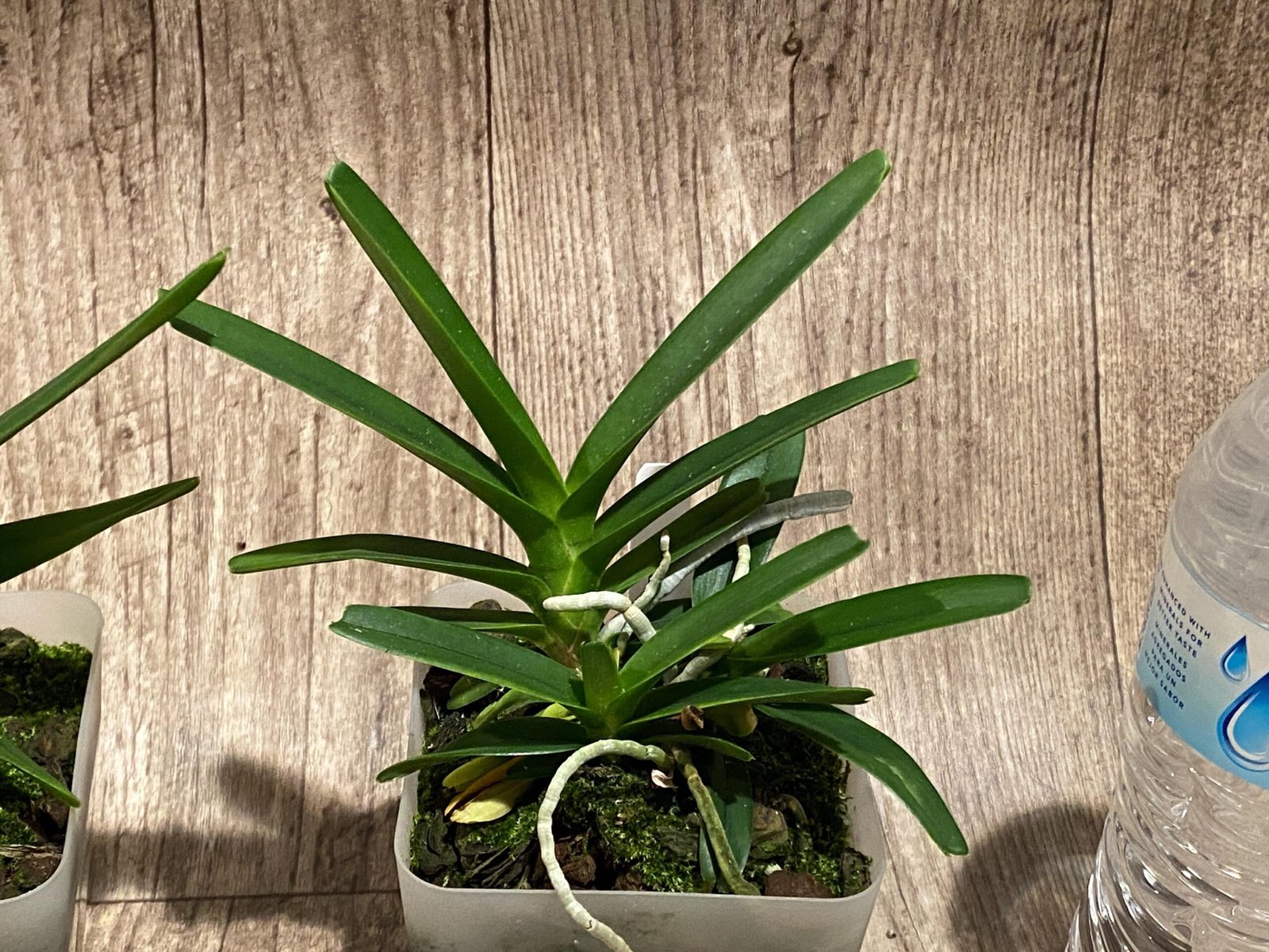 il_fullxfull.7346634113_m5bz.jpg Vanda ampullacea x sib 3 Growths (3.5” pot) - Image 4