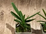 Vanda ampullacea x sib 3 Growths (3.5” pot) - Image 5