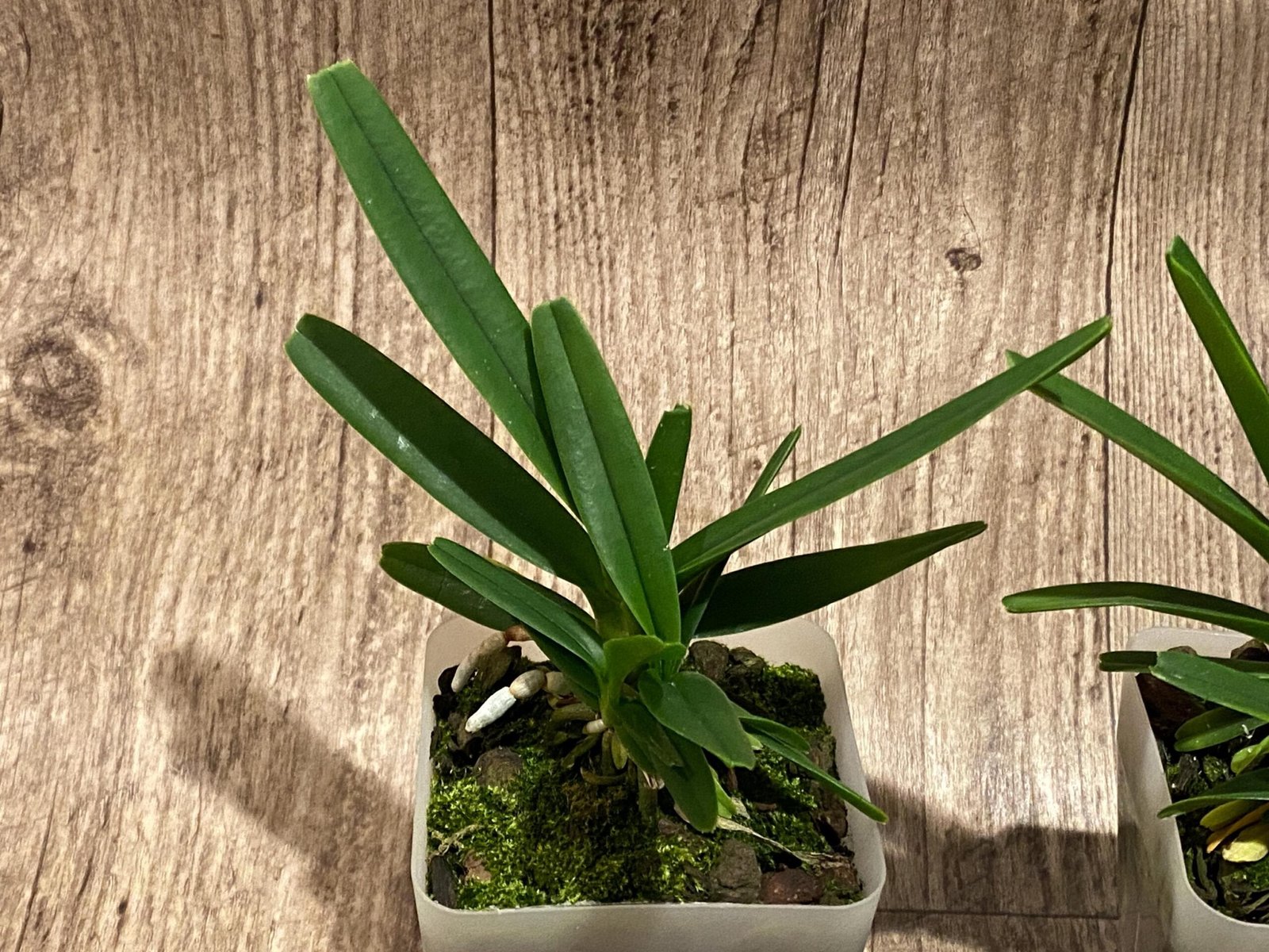 il_fullxfull.7346634143_lwfu.jpg Vanda ampullacea x sib 3 Growths (3.5” pot) - Image 5